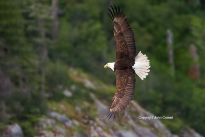 Bald-Eagle;British-Columbia;Canada;Eagle;Flying-Bird;Haliaeetus-leucocephalus;Ph